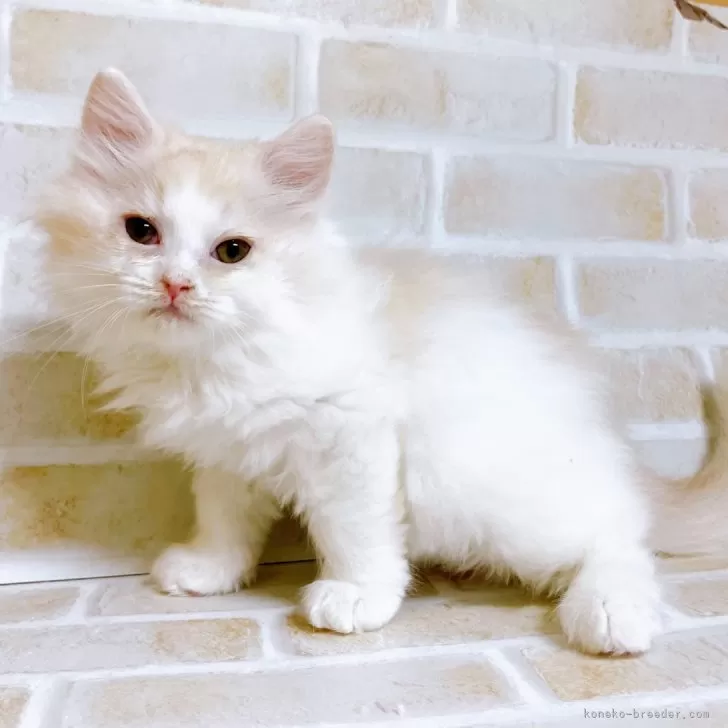 ID：2401-00794の子猫