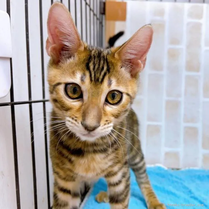 ID：2210-00500の子猫