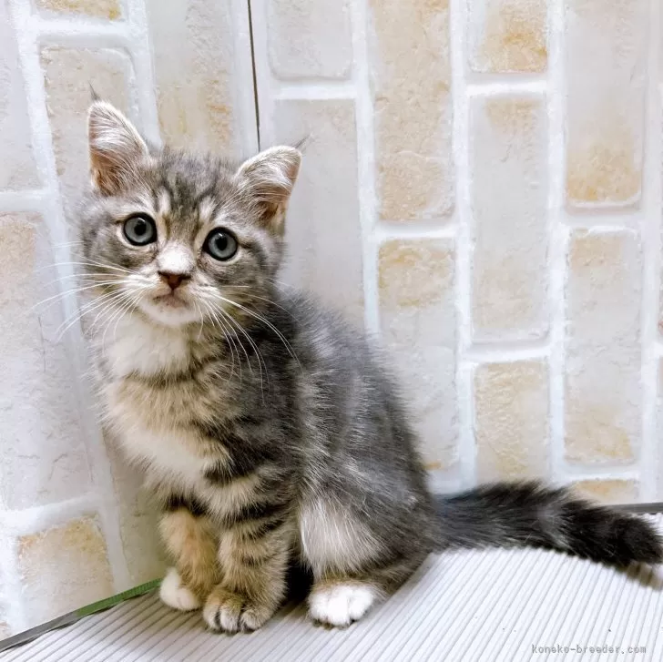 ID：2402-01642の子猫