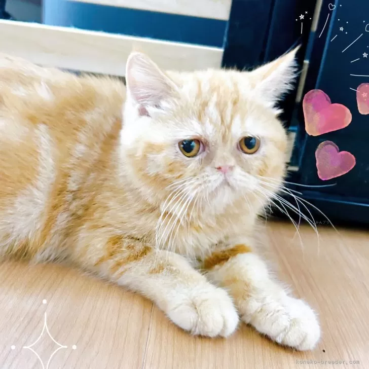 ID：2404-02363の子猫