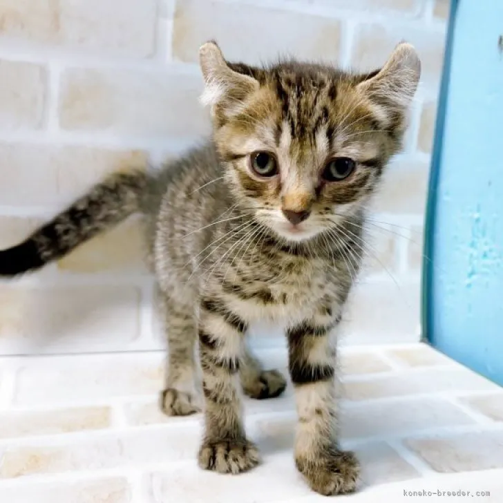 ID：2311-00073の子猫