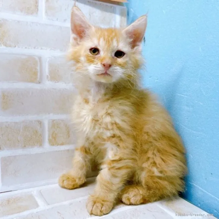 ID：2311-00143の子猫