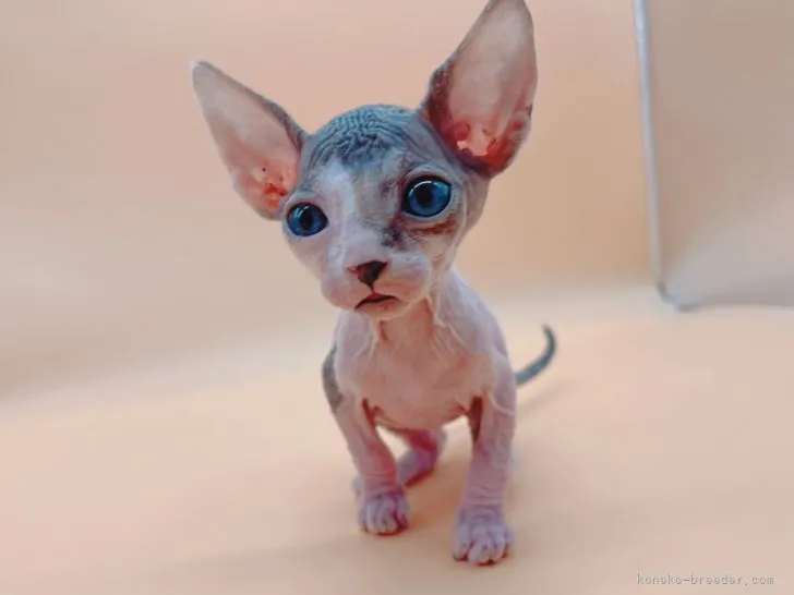 ID：2112-01800の子猫