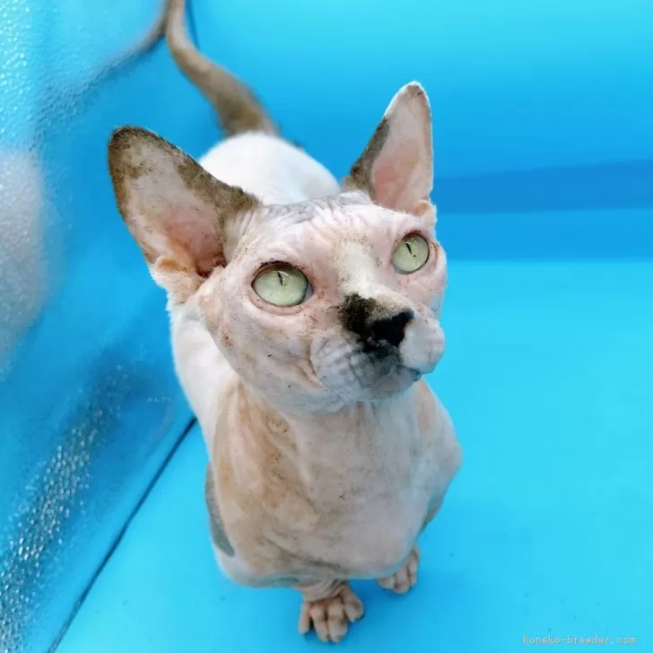 ID：2401-01992の子猫