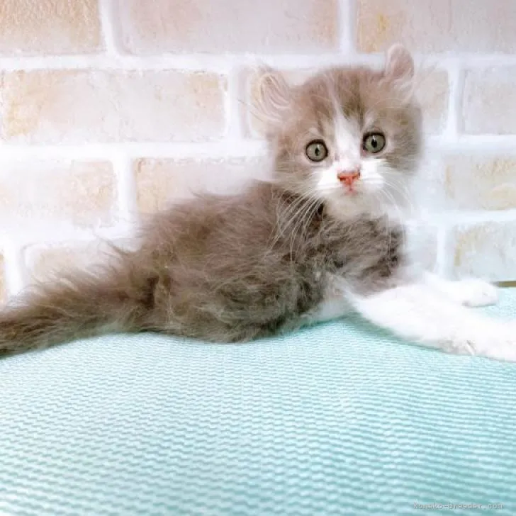 ID:2208-01097の子猫