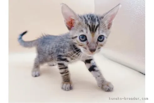 ID:2112-01806の子猫