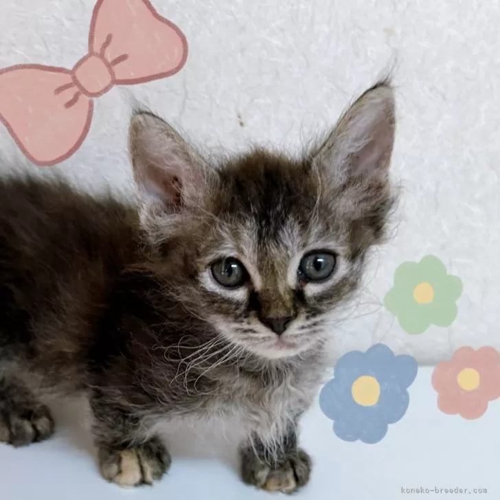 ID：2408-00377の子猫