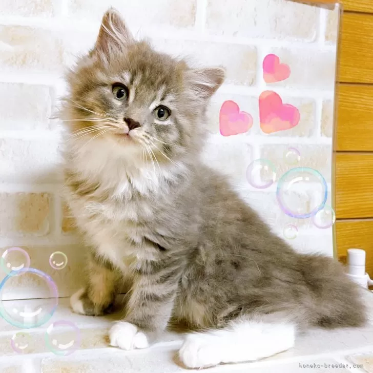 ID：2409-02239の子猫