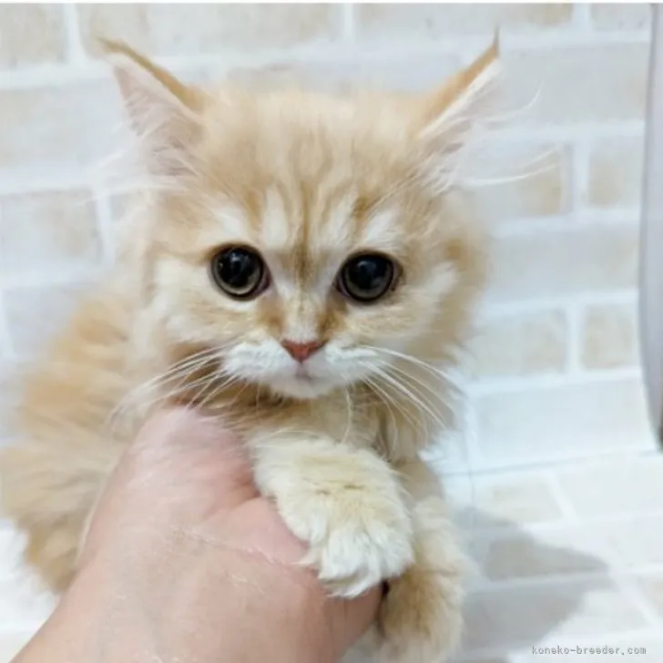 ID:2312-00903の子猫