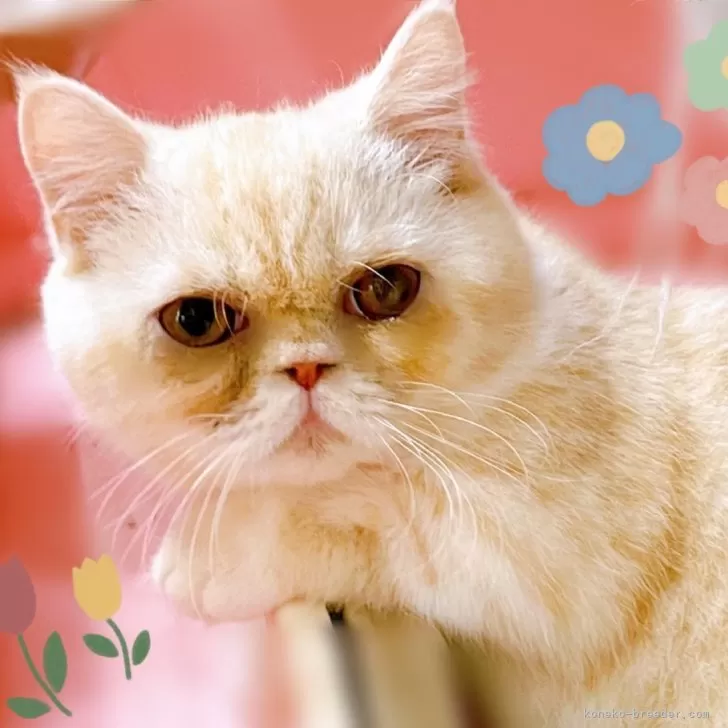 けんつろ 様のお迎えした子猫