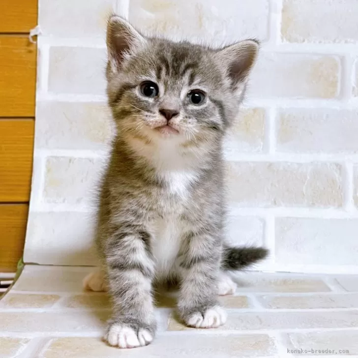 ID：2404-02993の子猫