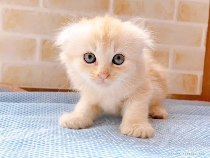 ID：2205-03440の子猫