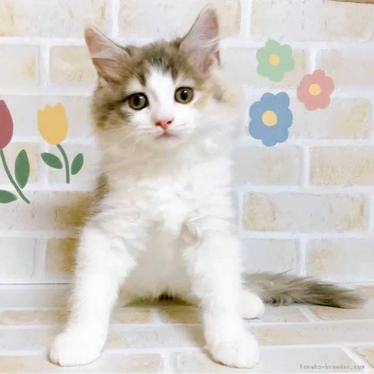 ななな 様のお迎えした子猫