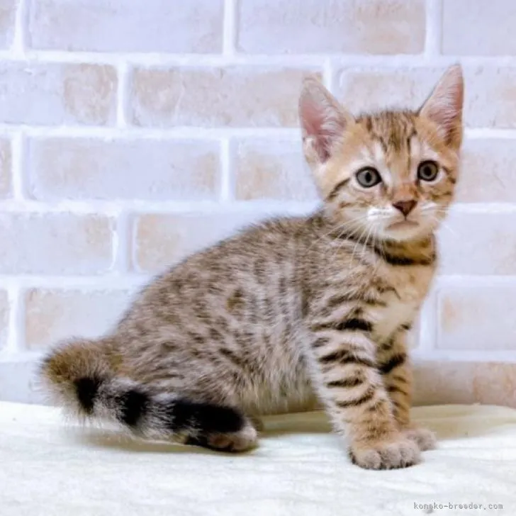 ID：2206-02514の子猫