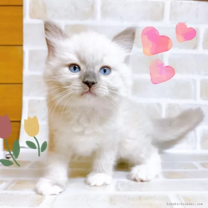 ID：2405-01620の子猫