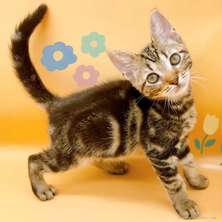 ID：2406-03233の子猫