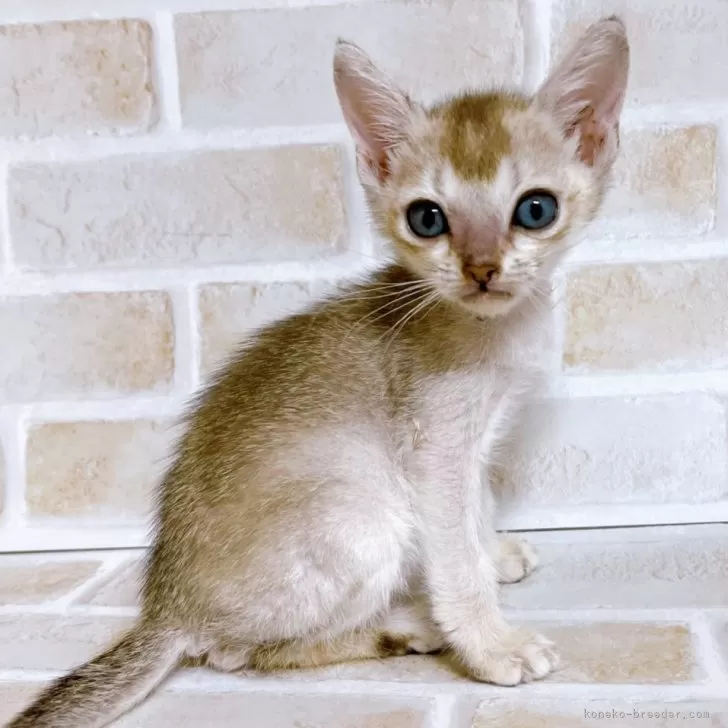 ID：2401-01993の子猫