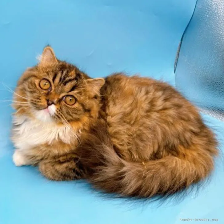 ID：2212-00688の子猫