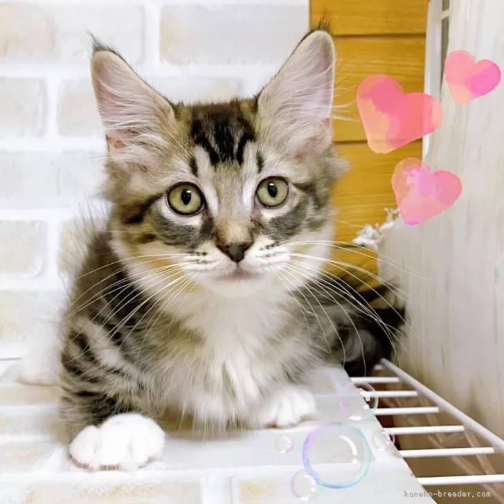ID：2404-02370の子猫