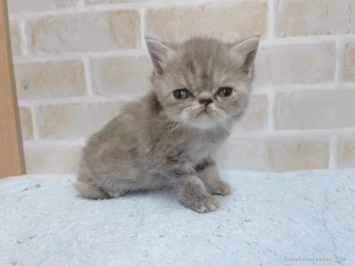 ID:2204-01067の子猫