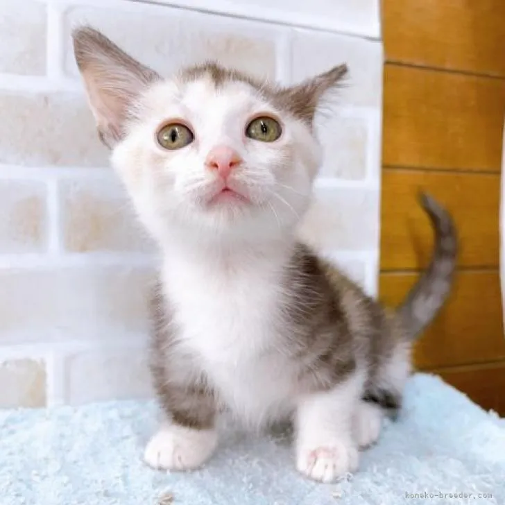 ID：2209-02047の子猫