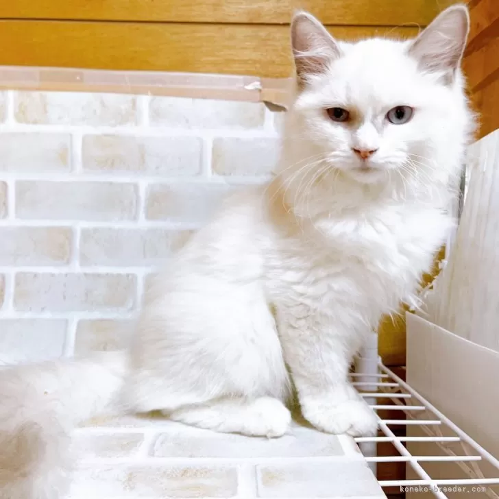 ID：2310-02397の子猫