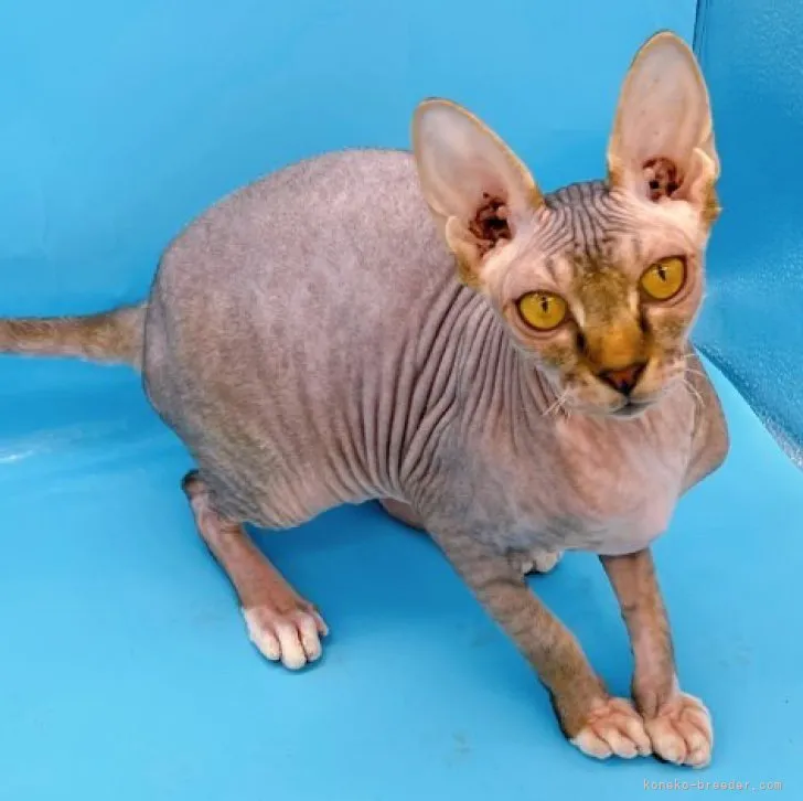 ID：2210-02675の子猫