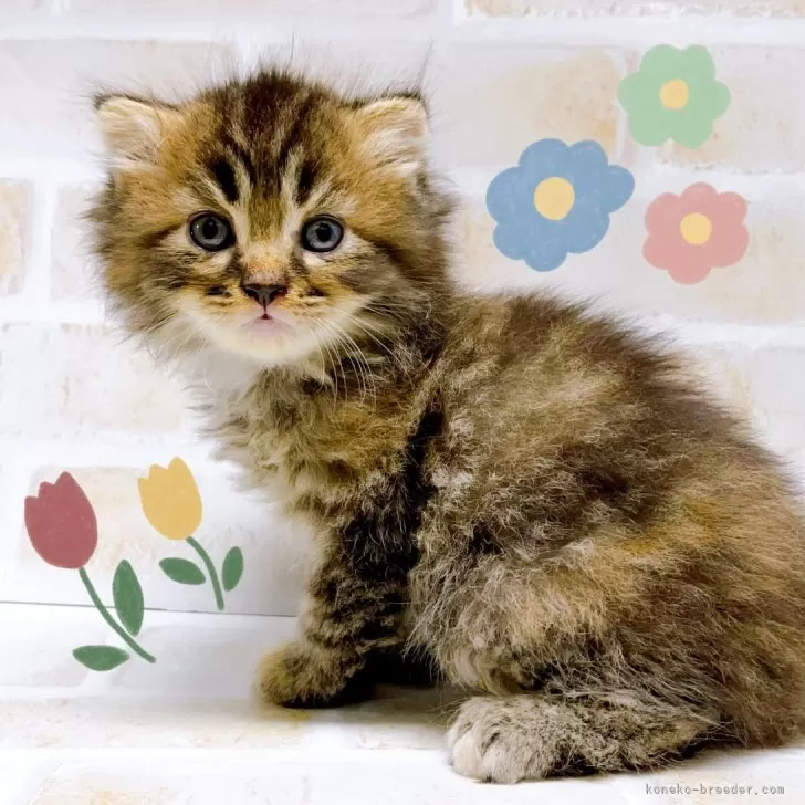 ID:2407-01161の子猫