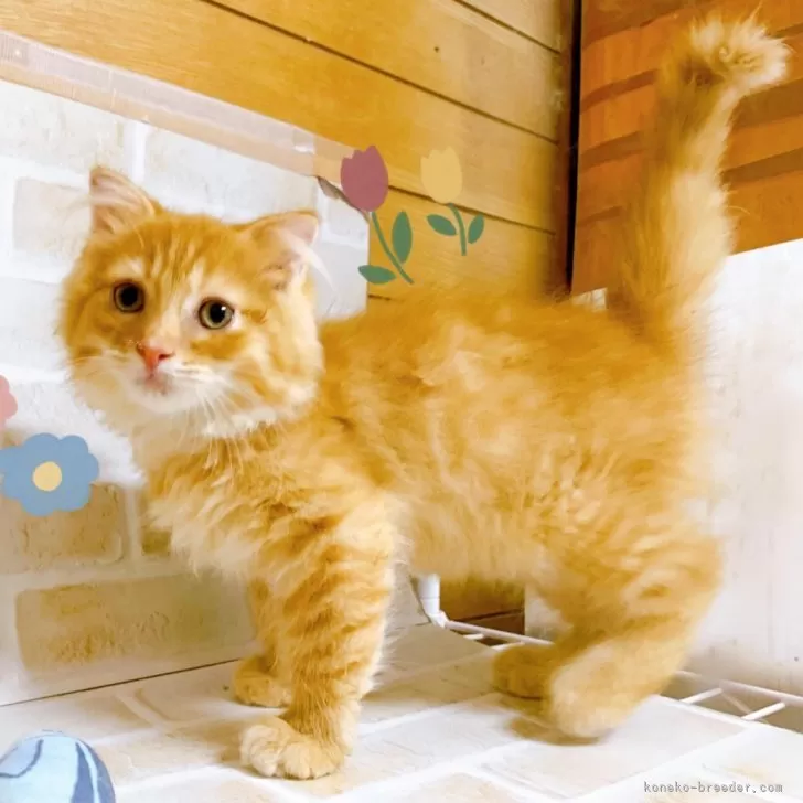 ID：2407-01160の子猫