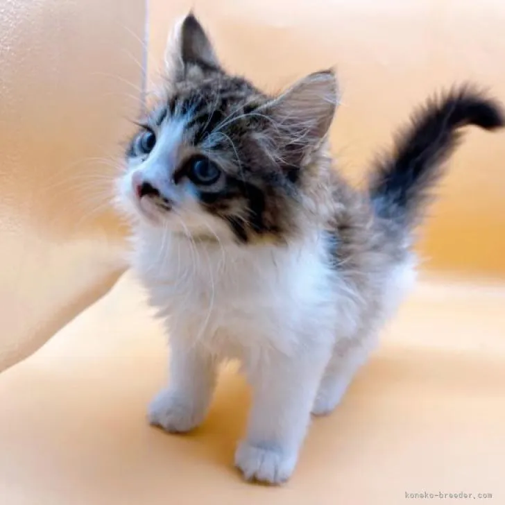 ID：2207-00538の子猫