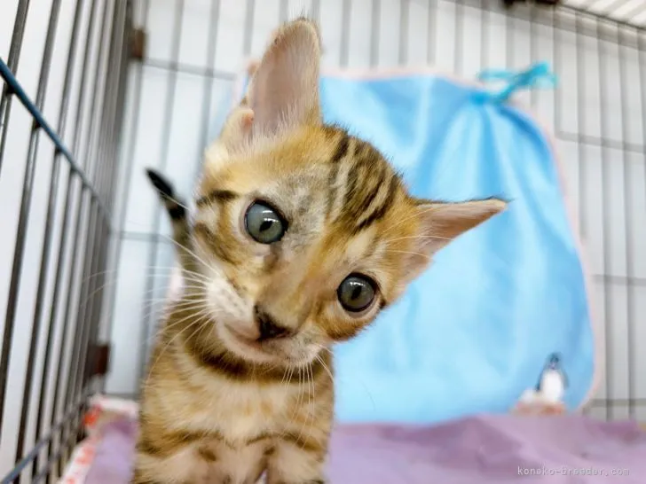 ID：2112-02194の子猫