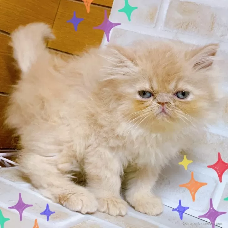 ID:2410-00154の子猫