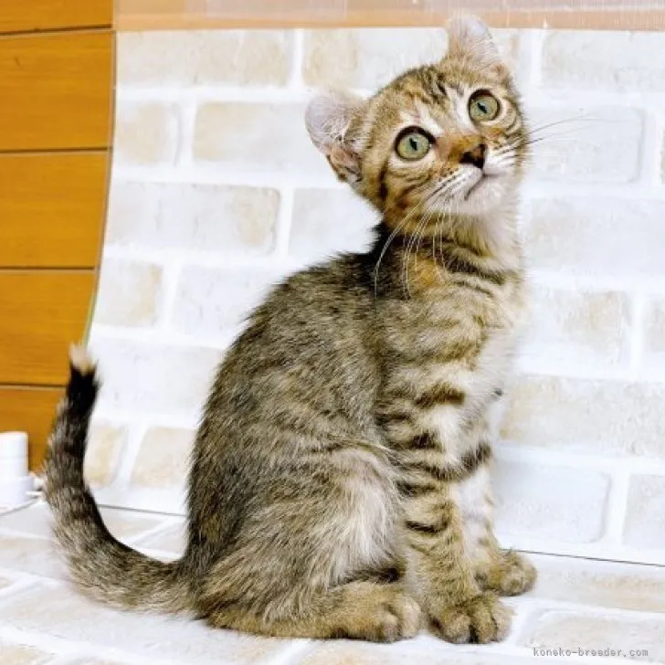 ID:2310-01779の子猫