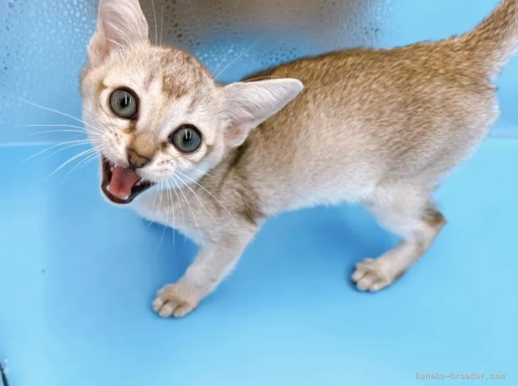 ID：2205-01097の子猫