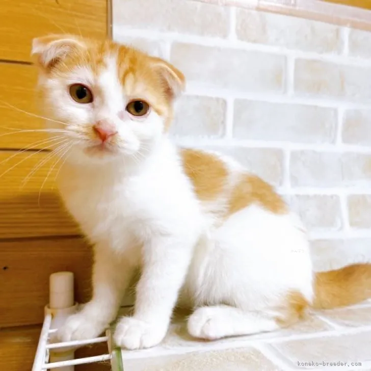 ID:2310-02400の子猫