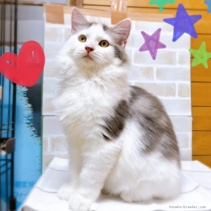 ID:2207-00678の子猫
