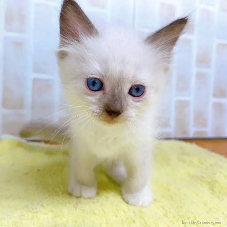 ID：2211-00250の子猫
