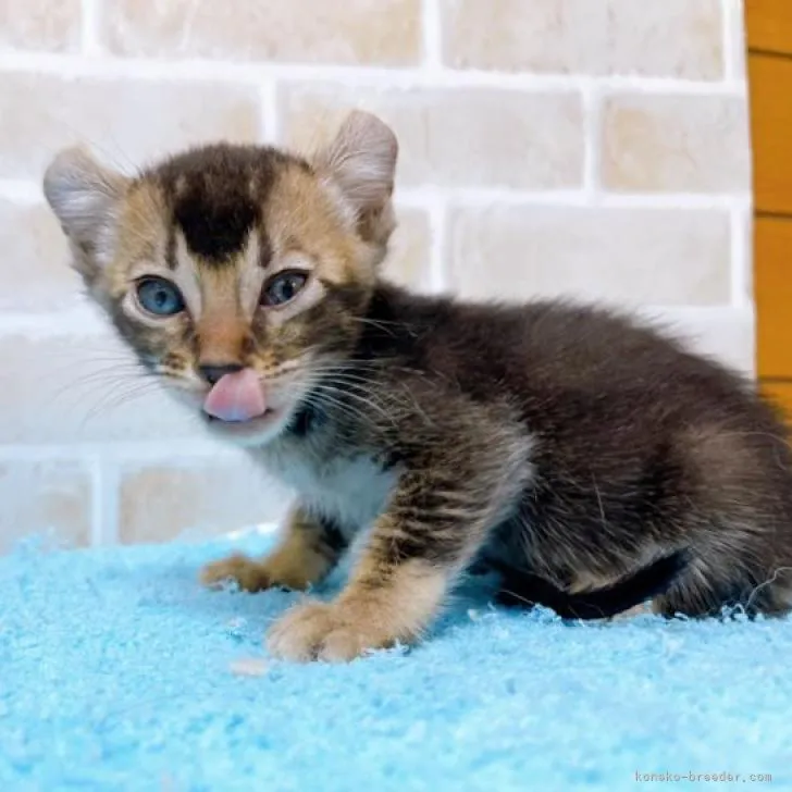 ID:2206-01850の子猫