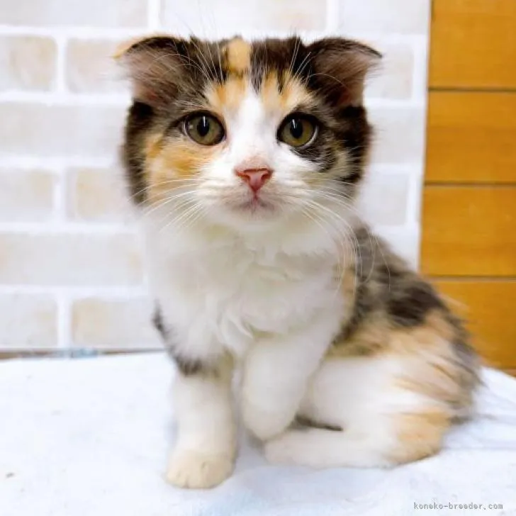 ID：2210-01106の子猫