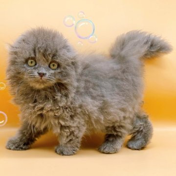 スコティッシュフォールド(折れ耳)【東京都・女の子・2024年3月18日・ブルー（ロング）】の写真「♡長毛折れ耳スコティッシュ　ブルーの女の子♡」