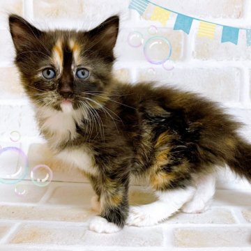 ミヌエット(長足)【東京都・女の子・2024年3月5日・キャリコ】の写真「♡ミヌエットのキャリコ　女の子♡」