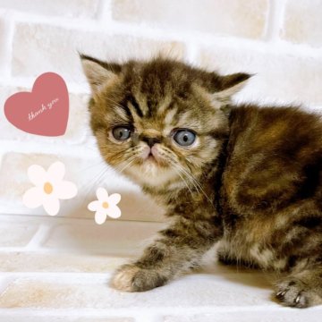 エキゾチックショートヘア【東京都・女の子・2024年7月25日・ブラウンパッチドタビー】の写真「♡エキゾショート　ブラウンパッチドタビーの女の子♡」