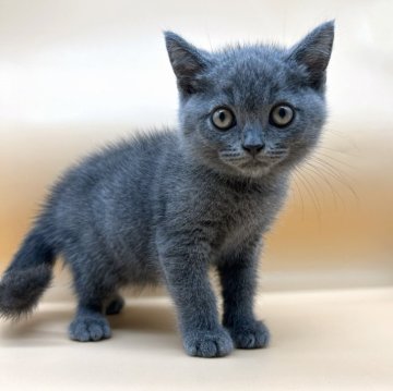 ブリティッシュショートヘア【東京都・男の子・2024年3月9日・ブルー】の写真「ブリティッシュショートヘアのブルーの男の子です♡」