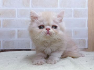 エキゾチックショートヘア【東京都・男の子・2022年3月2日・クリームタビー】の写真「♡♡淡いクリームカラーがかわいいエキゾショート♡♡」