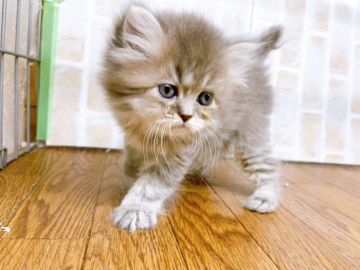 ペルシャ【東京都・女の子・2022年4月3日・ブルー】の写真「♡♡触り心地のいいふわふわペルシャの女の子②♡♡」