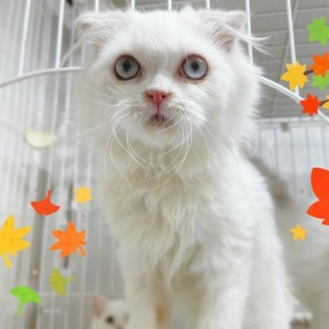 スコティッシュフォールド(折れ耳)【東京都・男の子・2023年4月22日・ブルーポイント】の写真「♡ブルーポイントスコティッシュ男の子♡」