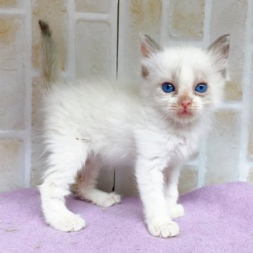 ラグドール【東京都・女の子・2023年2月2日・ブルーポイントバイカラー】の写真「♡♡ラグドール　ブルーポイントバイカラー女の子♡♡」