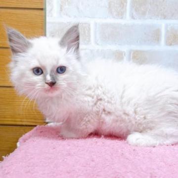 ラグドール【東京都・女の子・2022年12月10日・ブルーポイント】の写真「♡♡ラグドール　ブルーポイント女の子♡♡」