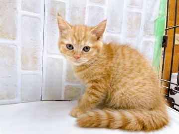 マンチカン(長足)【東京都・女の子・2022年1月15日・レッドタビー】の写真「上品な顔立ちの女の子♡♡」