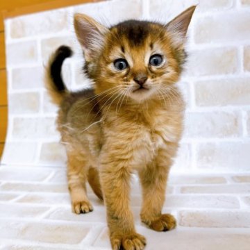 ソマリ【東京都・男の子・2023年10月18日・ルディ】の写真「♡ソマリ　ルディの男の子♡」